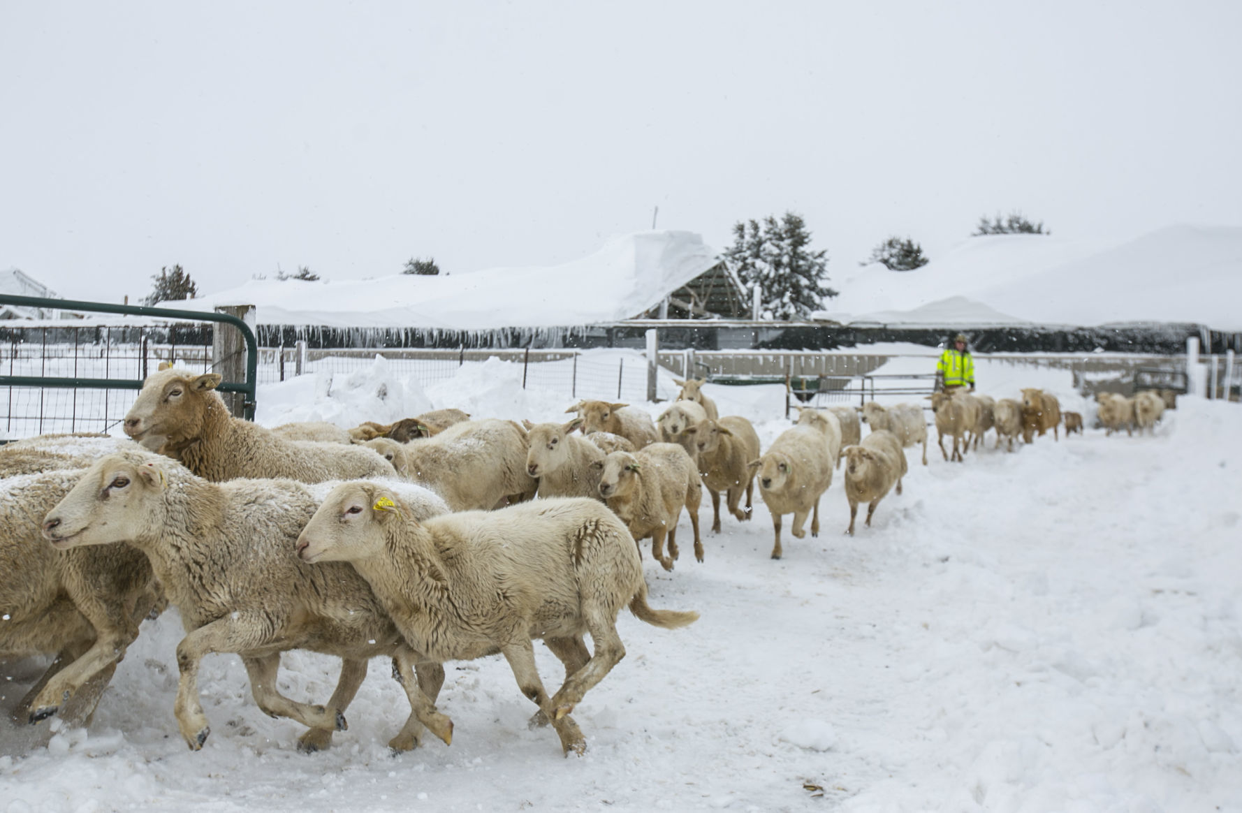 Sheep 2
